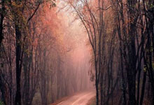 世界棋王战被判罚惹不满 中国柯洁弃赛错失九冠头衔.